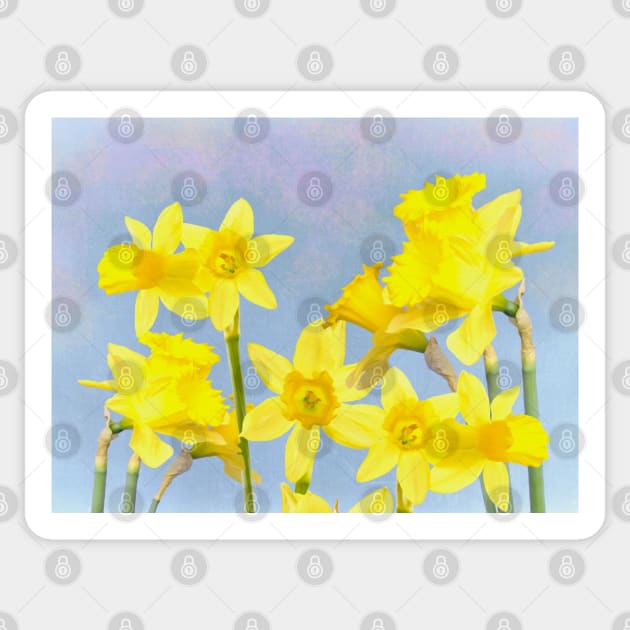 Spring Daffodil Flowers Sticker by lauradyoung